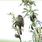 Plain-colored Seedeater