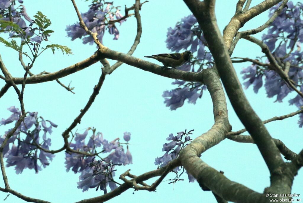 Black-headed Siskinadult breeding