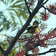 Black-headed Siskin