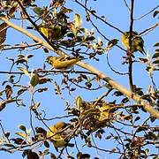 Hooded Siskin