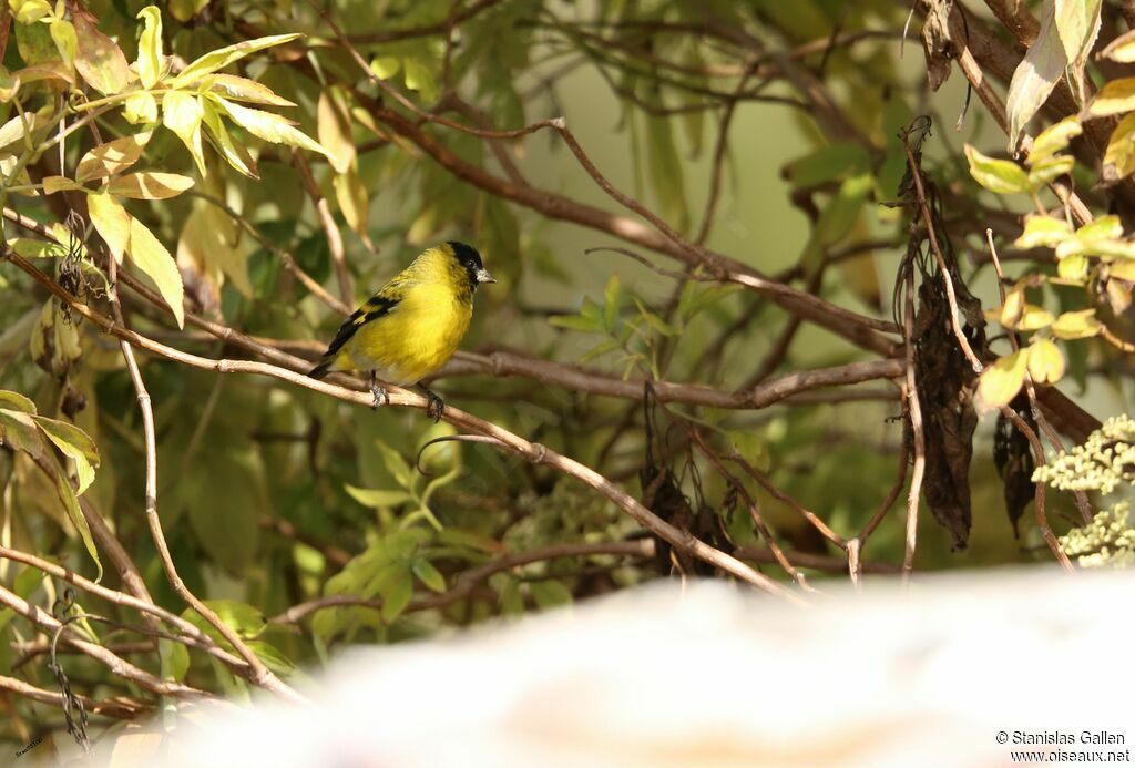 Hooded Siskin male adult breeding