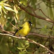 Hooded Siskin