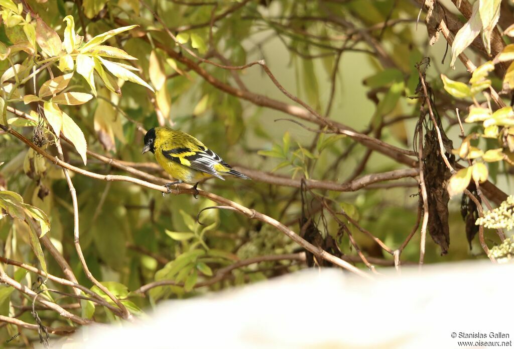 Hooded Siskin male adult breeding