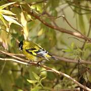 Hooded Siskin