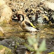 European Goldfinch