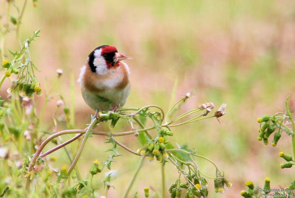 European Goldfinch