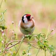 European Goldfinch