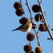 European Goldfinch