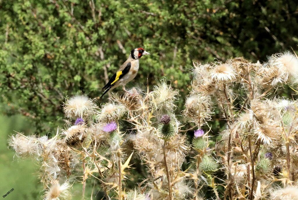 European Goldfinch male adult, eats