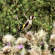 European Goldfinch