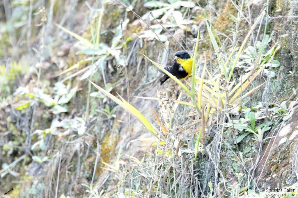 Lesser Goldfinch male adult breeding