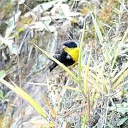 Lesser Goldfinch