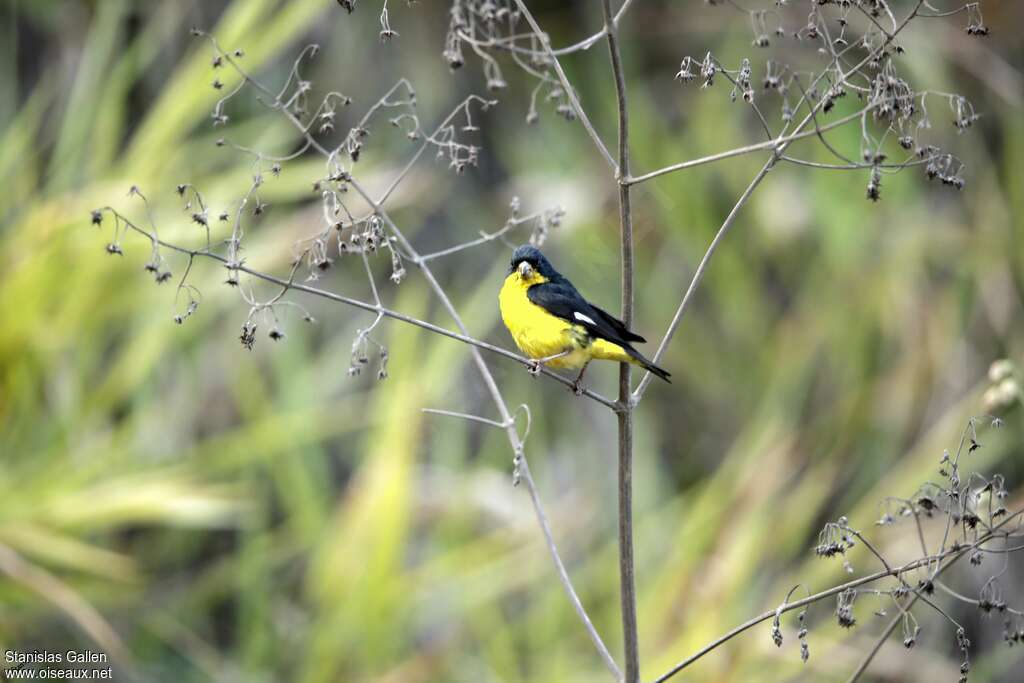 Lesser Goldfinch male adult breeding, feeding habits