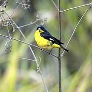 Lesser Goldfinch