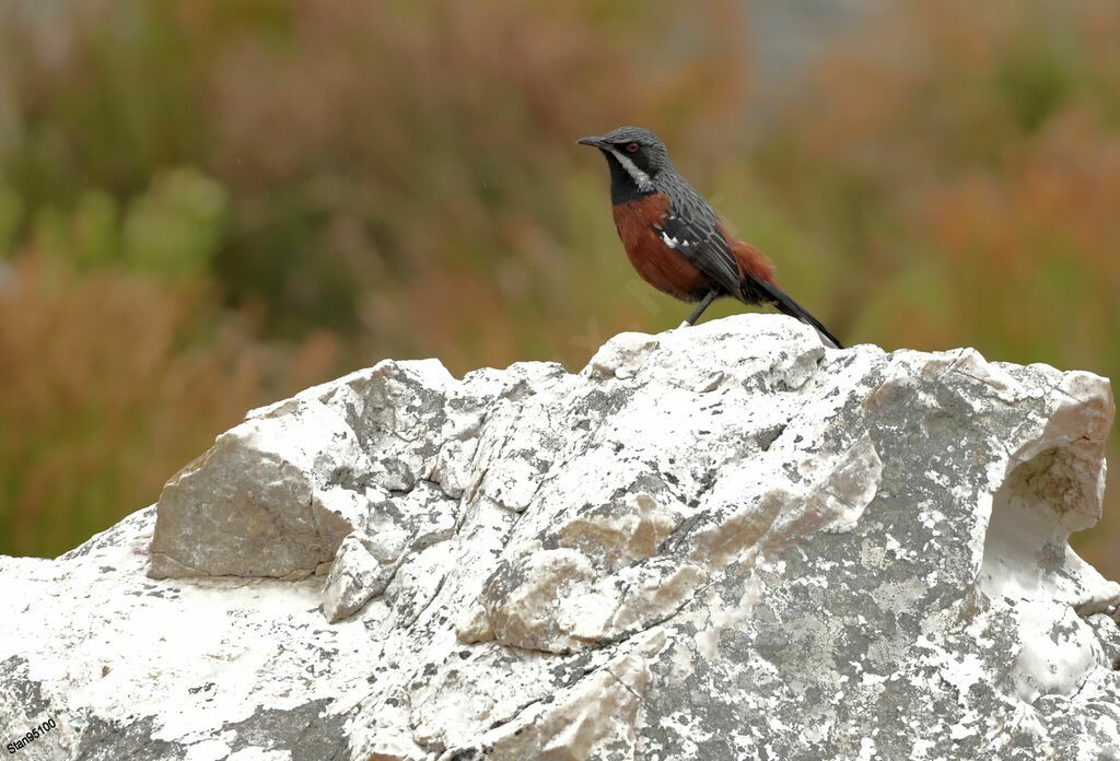 Cape Rockjumper male adult breeding