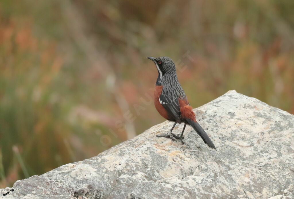 Cape Rockjumper male adult breeding