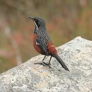 Cape Rockjumper