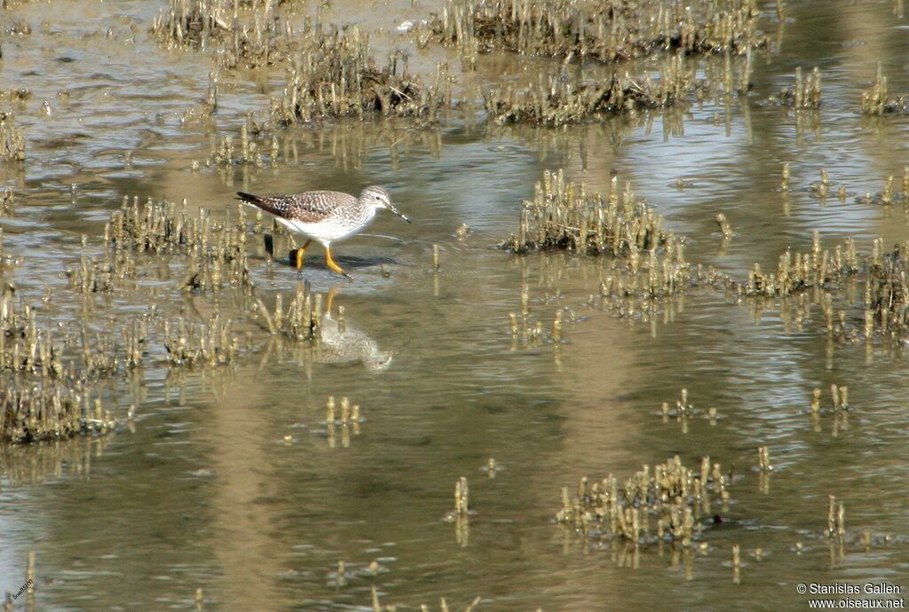 Lesser Yellowlegsadult breeding