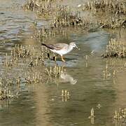 Lesser Yellowlegs