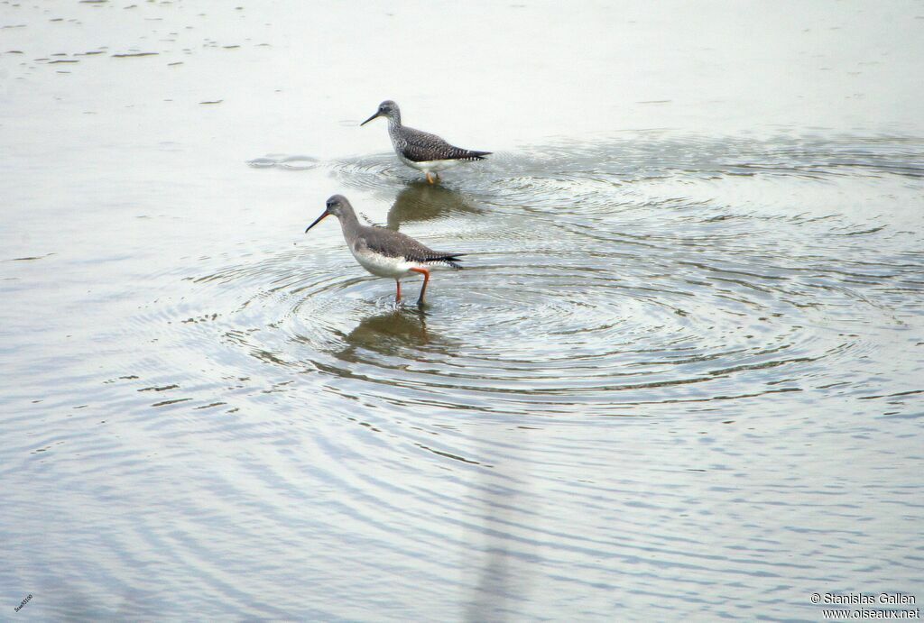 Lesser Yellowlegsadult breeding