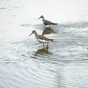 Lesser Yellowlegs