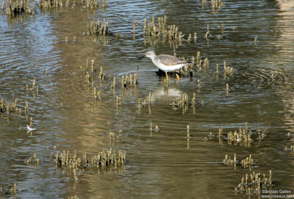 Lesser Yellowlegsadult breeding, walking