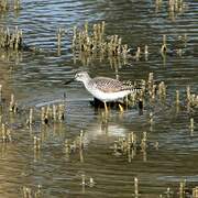 Lesser Yellowlegs