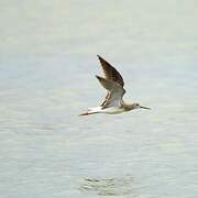 Lesser Yellowlegs