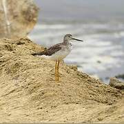 Lesser Yellowlegs