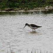 Common Greenshank