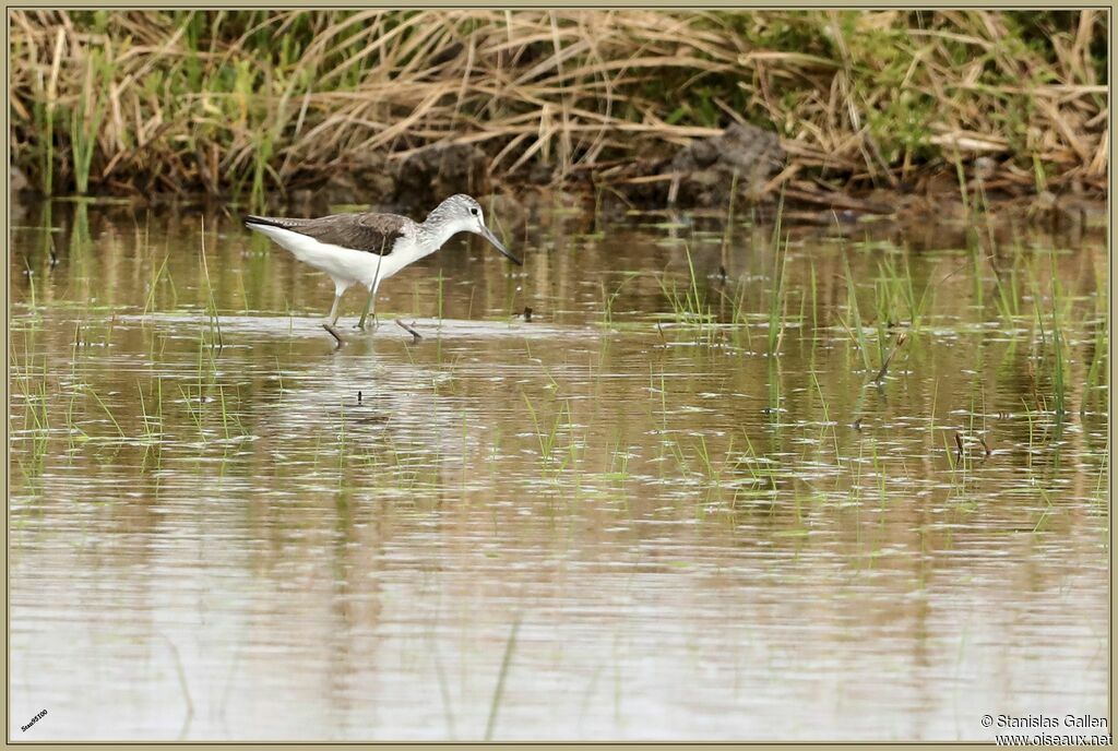 Common Greenshankadult