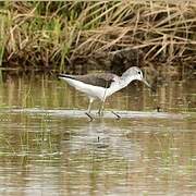 Common Greenshank