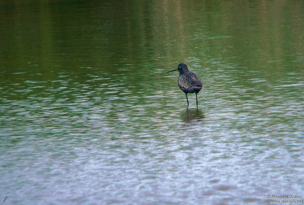 Spotted Redshankadult breeding