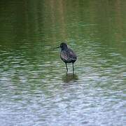 Spotted Redshank