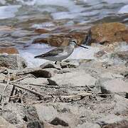 Terek Sandpiper