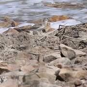 Terek Sandpiper