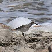 Terek Sandpiper