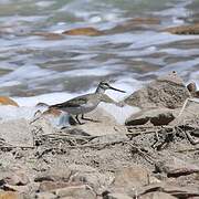 Terek Sandpiper