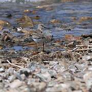 Terek Sandpiper