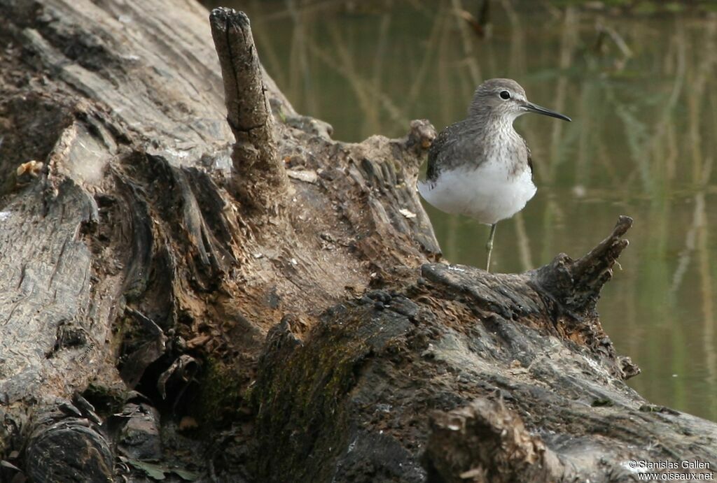 Green Sandpiperadult transition