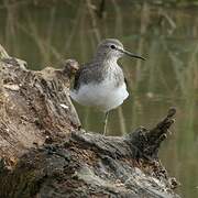 Green Sandpiper