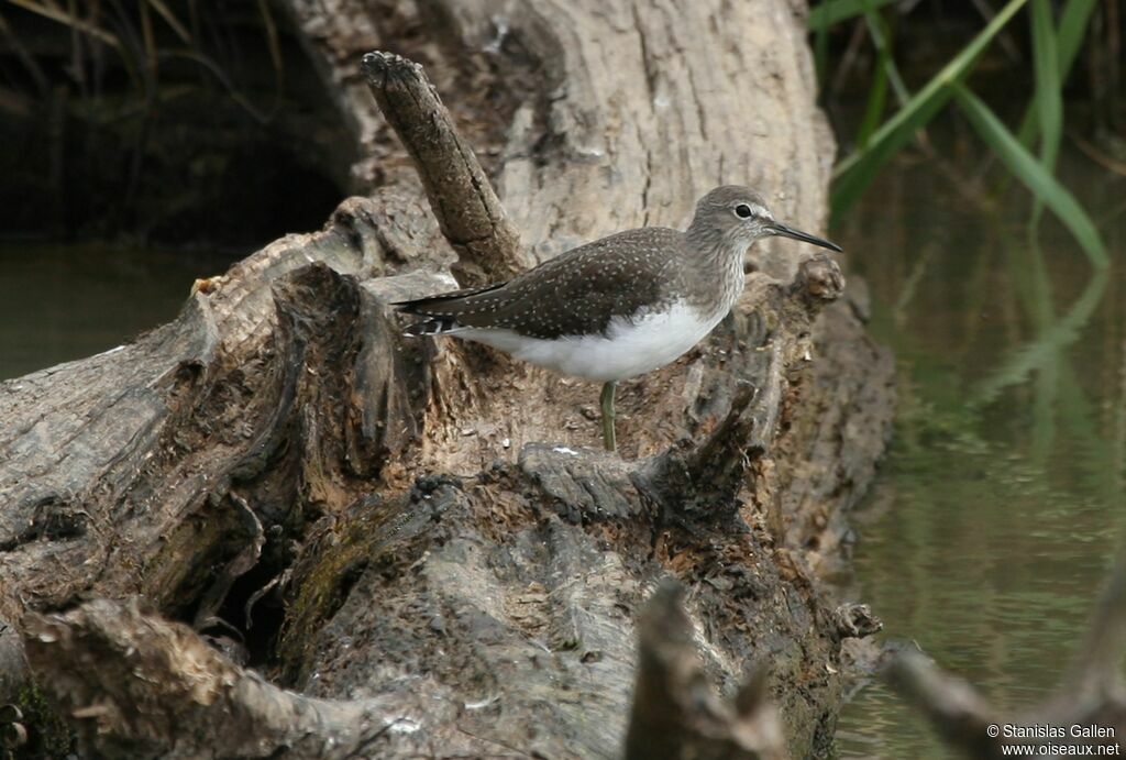 Green Sandpiperadult transition