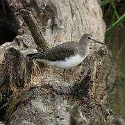 Green Sandpiper