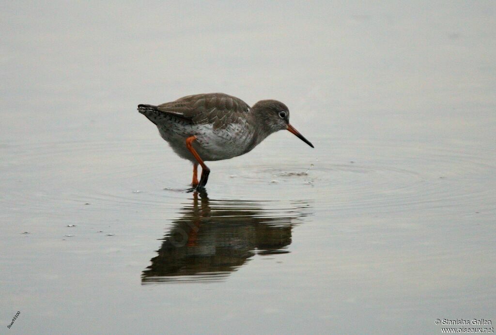 Common Redshankadult transition, walking