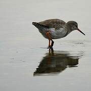 Common Redshank