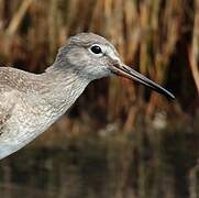 Common Redshank