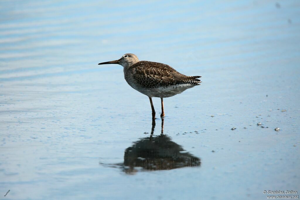 Common Redshankadult, walking