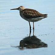 Common Redshank