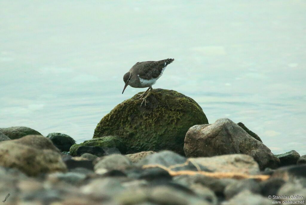 Spotted Sandpiperadult, walking