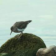 Spotted Sandpiper